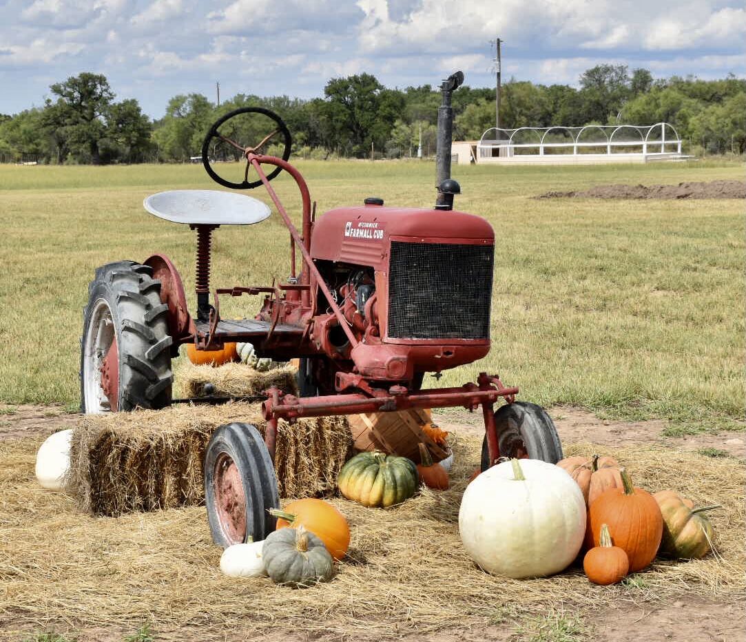 Pumpkin Fest - 1.JPG